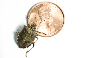 Brown marmorated stink bug no text white.jpg