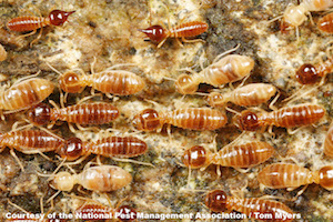 47 Tree termite (Nasutitermes spp.).jpg