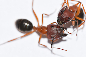 Carpenter Ant Identification Chart