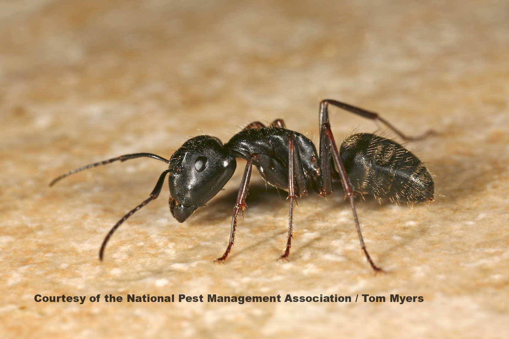 Carpenter Ant Identification Chart