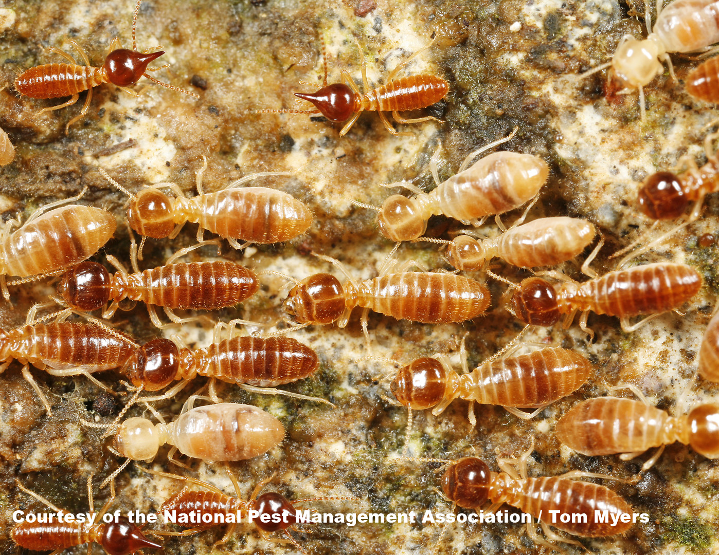 Termite Size Chart