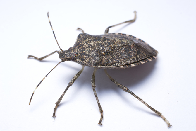 Stink Bugs 101: Brown Marmorated Stink Bug Facts