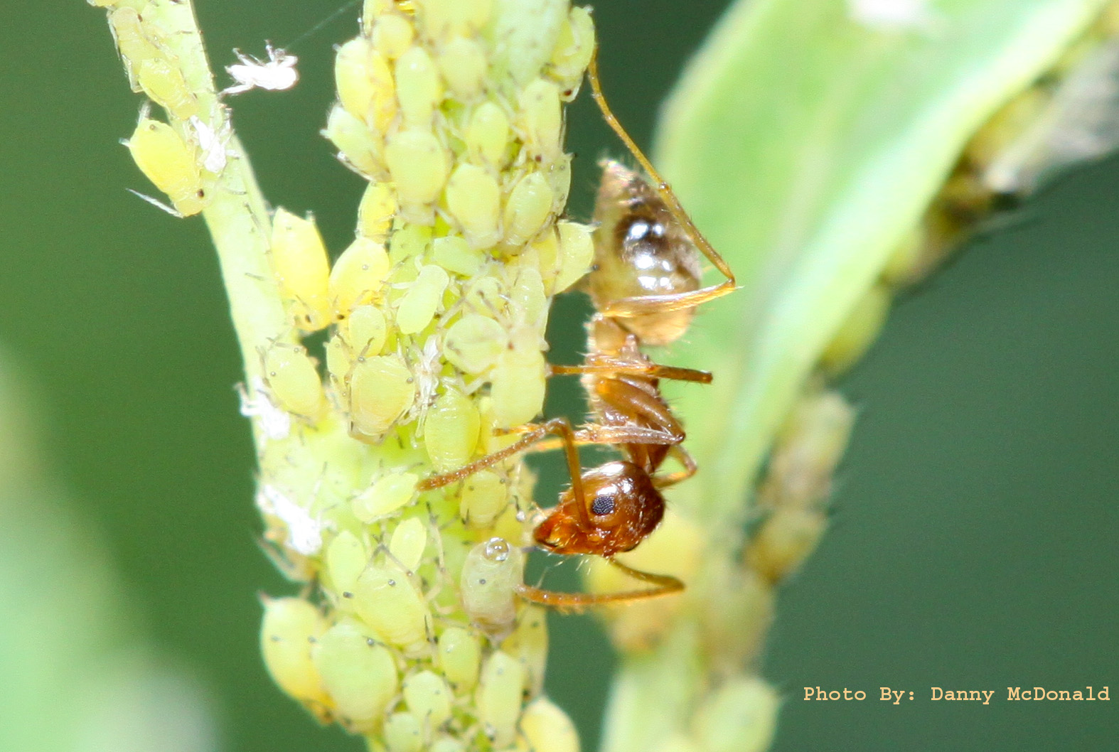 Invasion of the Tawny Crazy Ant - PestWorld