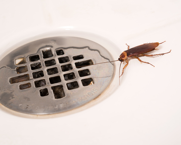 https://www.pestworld.org/media/561231/american-cockroach-in-shower-bug_0924.jpg?rmode=max&width=588&height=470