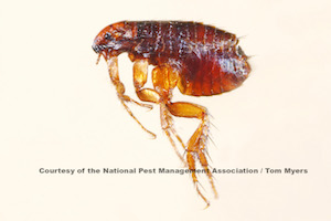 23 Flea NPMA.jpg