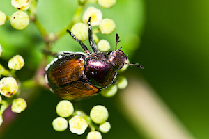 Japanese beetle 3.jpg