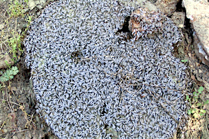 Termite Swarm 4.jpg