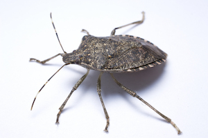 Don T Squish Stink Bugs Think Before You Squish Npma