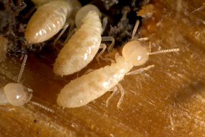 iStock_000003102032Small_termite2.jpg