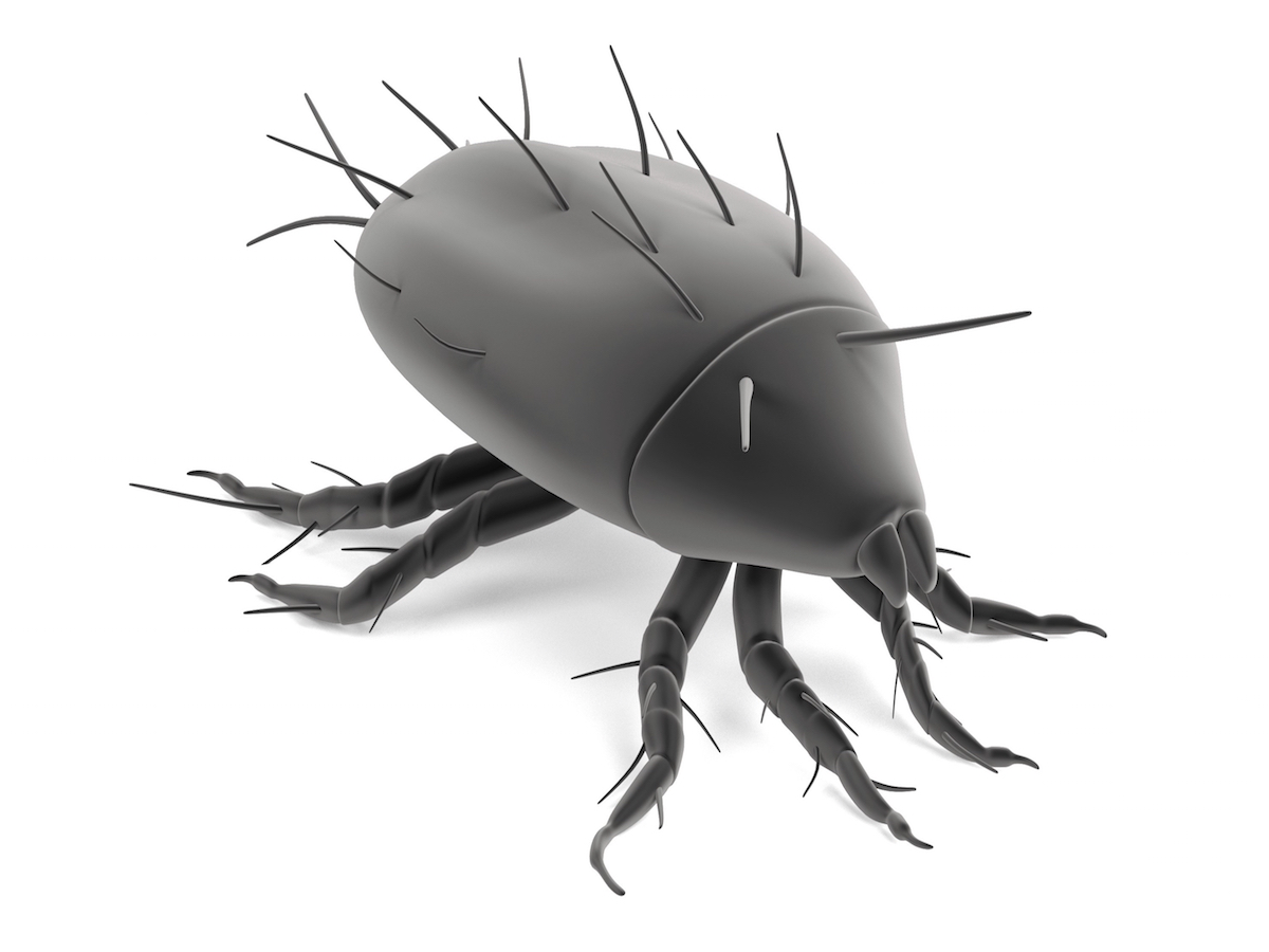 iStock_000036660744_Large.jpg