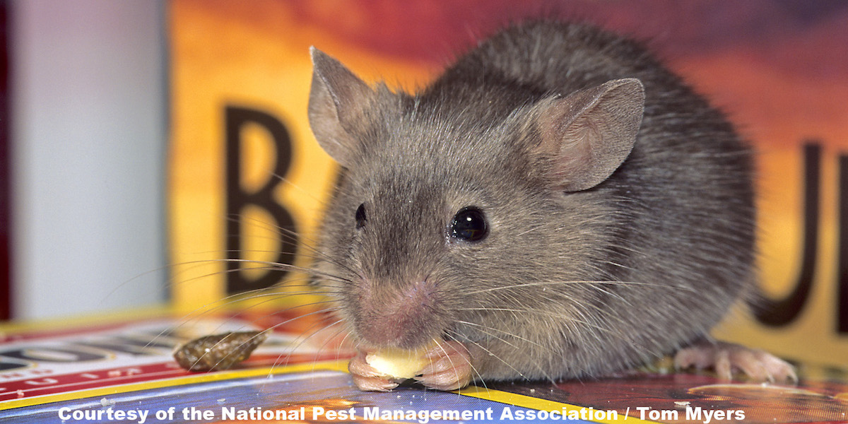 31 House Mouse.jpg