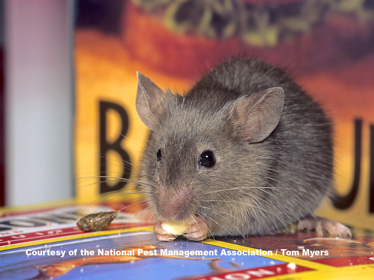 Girl Eating Live Mouse