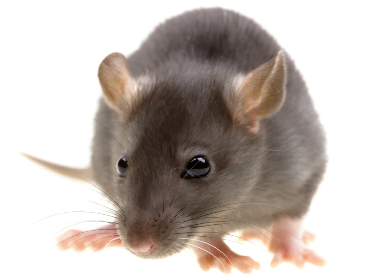 The Dangers of Using Rat Poison for Your Infestation