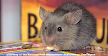 House Mouse