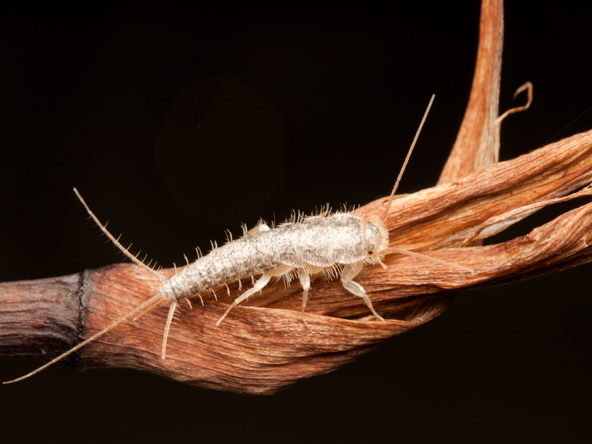 What causes silverfish discount