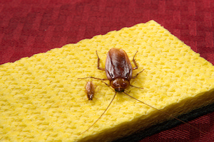 American and German Cockroaches - BUG_0902.jpg