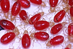 Bed bugs 2.JPG