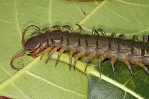 centipede-stock-image_478x318.jpg