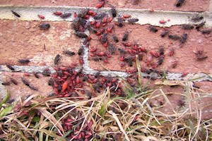 boxelder-bugs_467x350.jpg