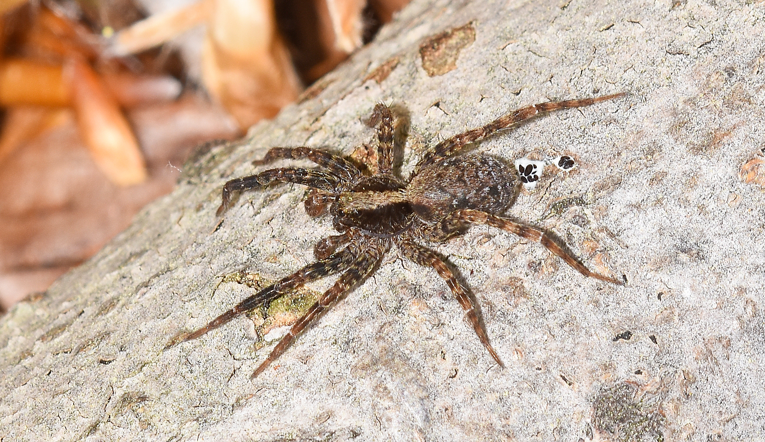 Funnel-web spiders - Minibeast Wildlife