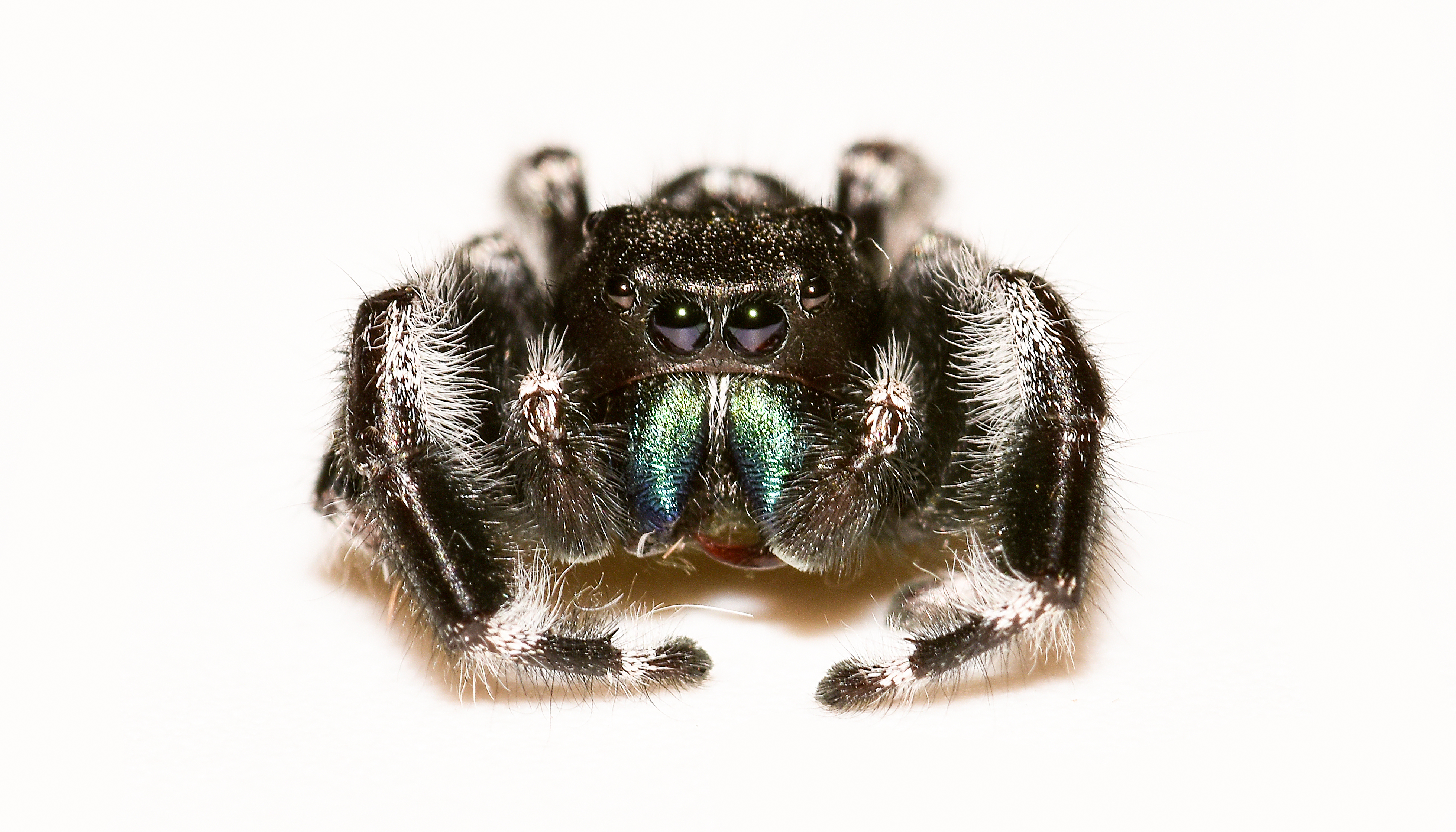 A Handy Guide to Spider Identification | Arrow Exterminating