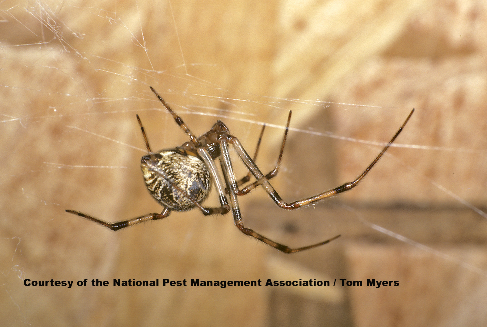 Spider Identification Chart Georgia