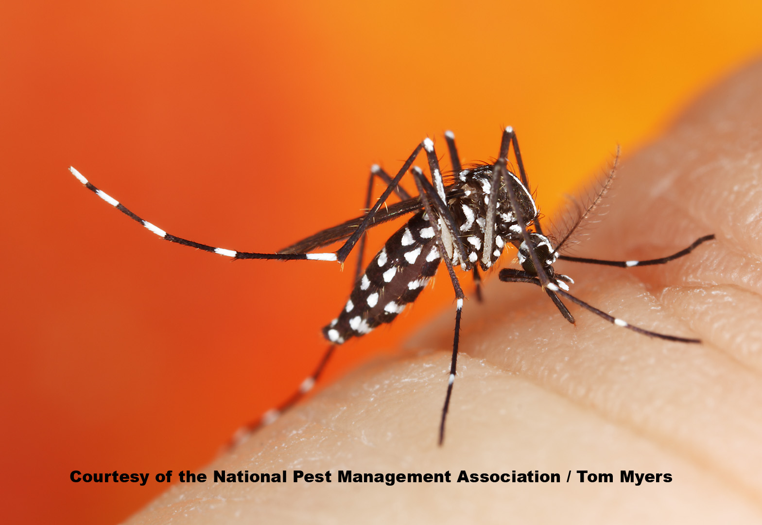 Asian Tiger Mosquito _MG_8957.jpg (1)