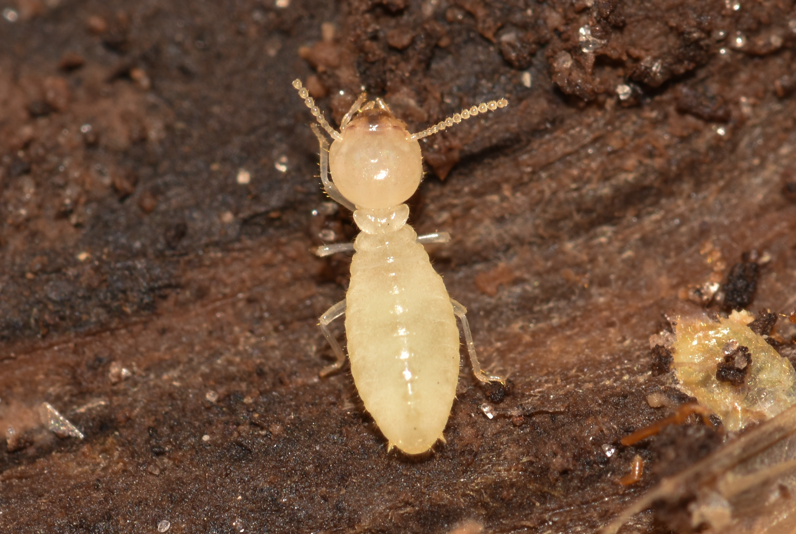 Termite Identification Chart