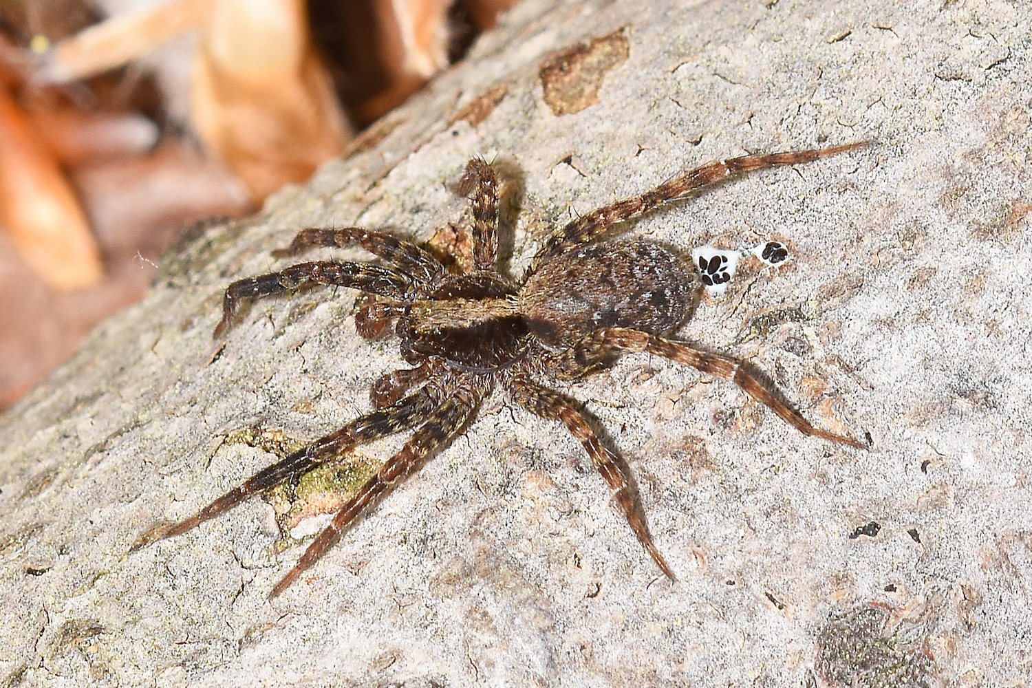 Spiders Around the World