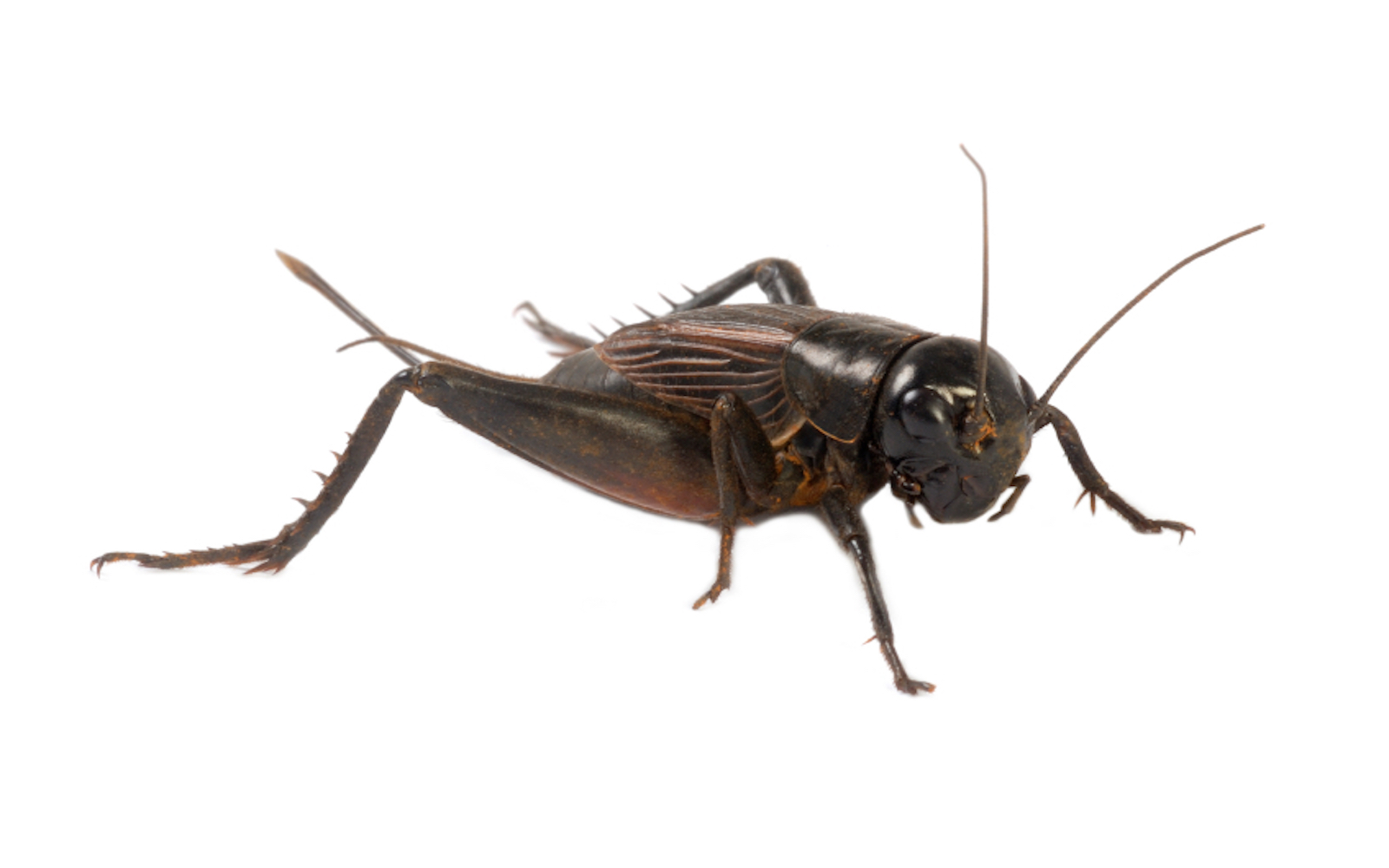 House Cricket Information How to Get Rid of Crickets