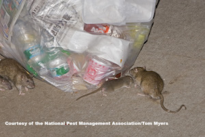 Rats in garbage_V1D2524.jpg
