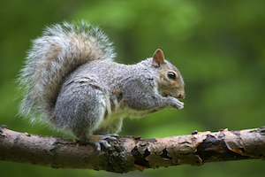 iStock_000015388123_Medium.jpg