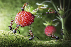 iStock_000019003739Medium_Ants Carrying Fruit.jpg
