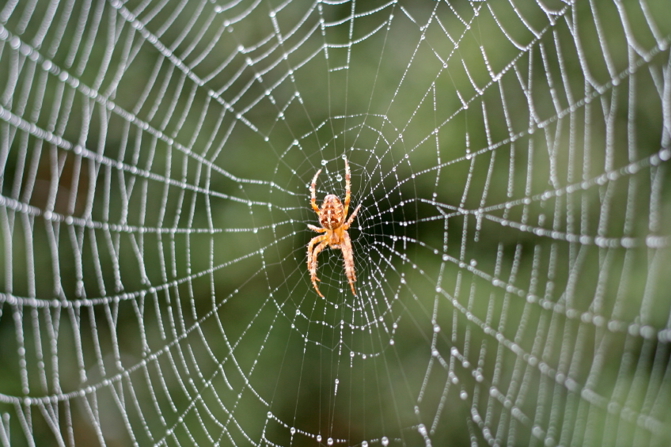 House Spiders Brown