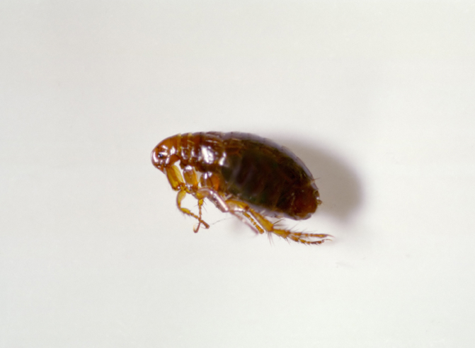 Elegante Silicio cuatro veces Fleas 101: Information On Types of Fleas & Flea Control