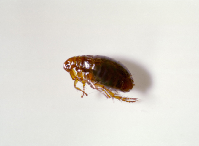 https://www.pestworld.org/media/561412/istock_000000280522small_flea-white-background.jpg?width=671&amp;height=492