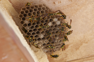 iStock_000010695943Small_wasp hive.jpg