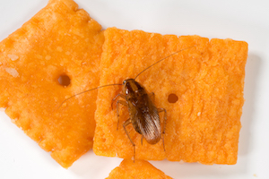 German Cockroach on Crackers - BUG_0833.jpg