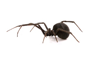 iStock_000005180289Small_spider sideview.jpg