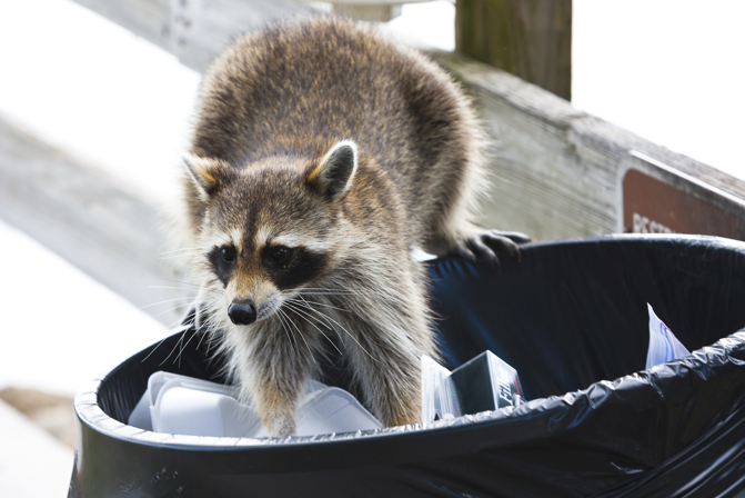 How Wild Animals Can Ruin Your Windows and Tips for Limiting the Damage