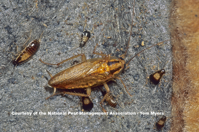 Cockroach Facts And Information On German Cockroaches