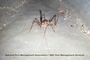 Camelback Cricket 2.jpg