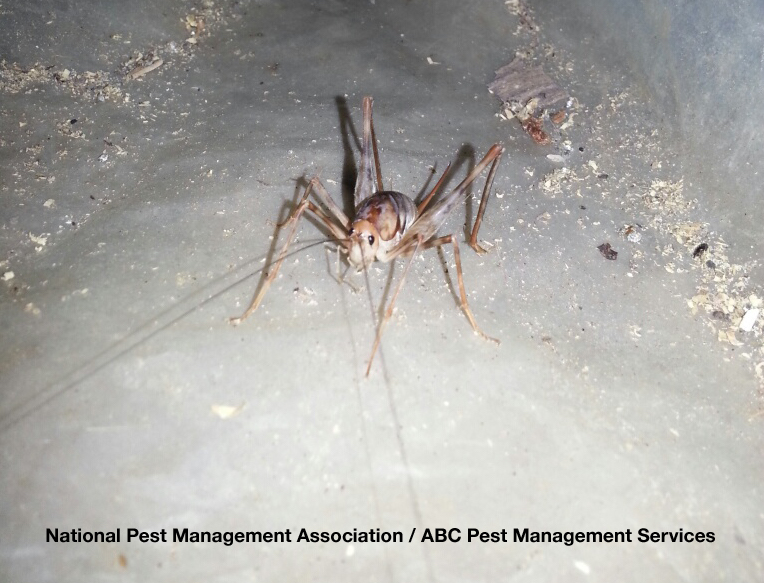 Camel Crickets (Cave Cricket) Facts & Information