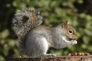 iStock_000011878152_Full_Gray Squirrel.jpg