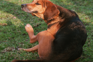 A dog with fleas scratching himself