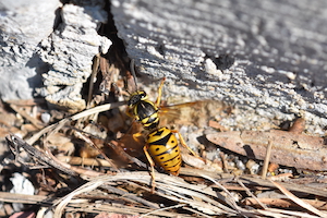 Yellowjacket.JPG