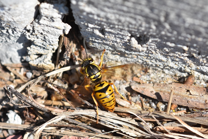 ground yellow jackets