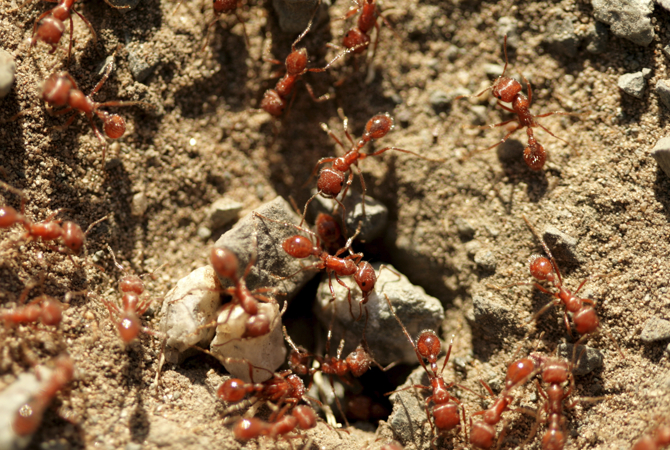 inch Indvandring tømmerflåde Red Imported Fire Ants: An Aggressive Species of Fire Ants – PestWorld