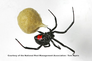 Black Widow Spider with Egg Sac XV2N6128.jpg