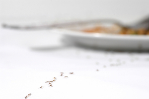 iStock_000005022565Large 2.jpg